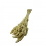 Kuru Çiçek Kuş Otu Şoklanmış Kurutulmuş 40 CM Kuru Çiçek Kuş Otu Şoklanmış Kurutulmuş 40 CM