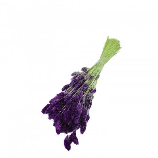 Kuru Çiçek Kuş Otu Şoklanmış Kurutulmuş 40 CM Kuru Çiçek Kuş Otu Şoklanmış Kurutulmuş 40 CM