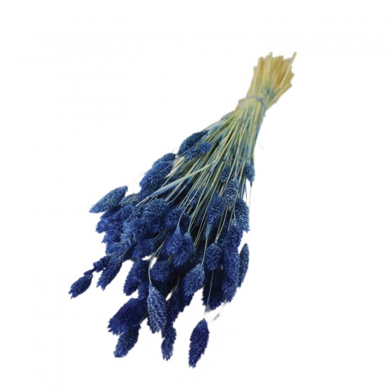 Kuru Çiçek Kuş Otu Şoklanmış Kurutulmuş 40 CM Kuru Çiçek Kuş Otu Şoklanmış Kurutulmuş 40 CM