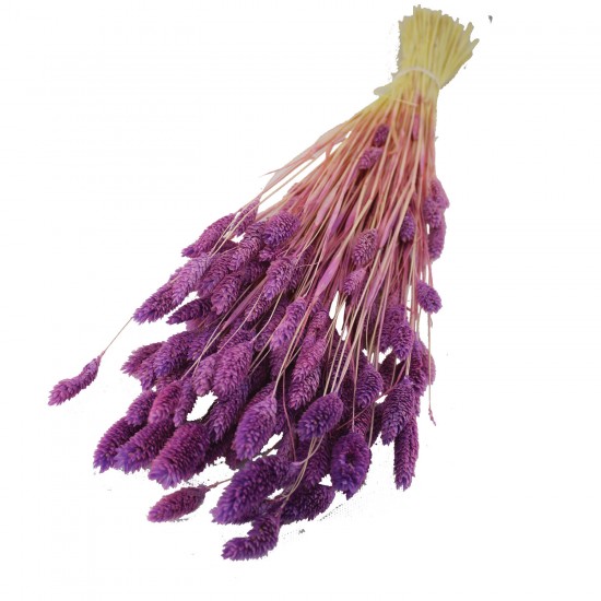 Kuru Çiçek Kuş Otu Şoklanmış Kurutulmuş 40 CM Kuru Çiçek Kuş Otu Şoklanmış Kurutulmuş 40 CM