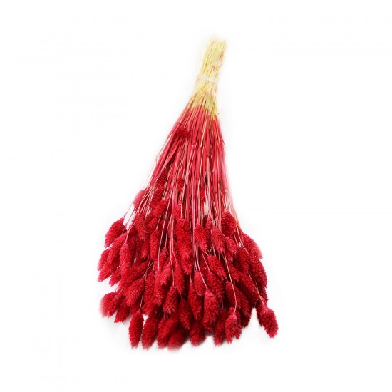 Kuru Çiçek Kuş Otu Şoklanmış Kurutulmuş 40 CM Kuru Çiçek Kuş Otu Şoklanmış Kurutulmuş 40 CM