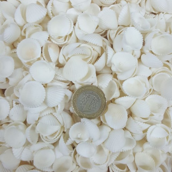 Clam Rose Cochles- Küçük Kiloluk Deniz Kabuğu (100 GR) Clam Rose Cochles- Küçük Kiloluk Deniz Kabuğu (100 GR)