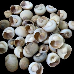 Ay Kabuğu Kahverengi (Moonshell Brown) Kiloluk Deniz Kabuğu (1 KG) Yerli Ay Kabuğu Kahverengi (Moonshell Brown) Kiloluk Deniz Kabuğu (1 KG) Yerli