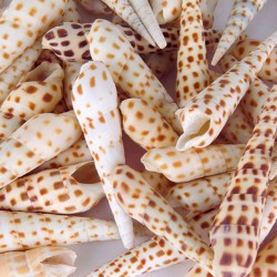 Terebra Areolata Kg Lık Gerçek Deniz Kabuğu 1 KG Terebra Areolata Kg Lık Gerçek Deniz Kabuğu 1 KG