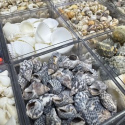 12 Farklı Minik Dekoratif Doğal Deniz Kabuğu Seti