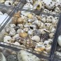 12 Farklı Minik Dekoratif Doğal Deniz Kabuğu Seti 12 Farklı Minik Dekoratif Doğal Deniz Kabuğu Seti