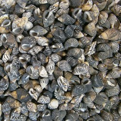 Nassarius Gaudiosus Kiloluk Deniz Kabuğu (250 GR) Nassarius Gaudiosus Kiloluk Deniz Kabuğu (250 GR)