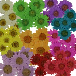 Preslenmiş Kurutulmuş Papatya Çiçek Bitkiler Epoksi Reçine Kolye Takı Yapımı (100 Adet)