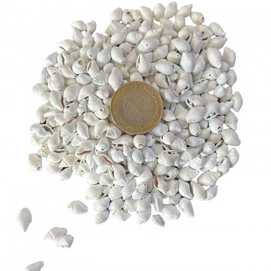 Nassa Shell Yerli Boyanmiş Kiloluk Deniz Kabuğu (1 KG Nassa Shell Yerli Boyanmiş Kiloluk Deniz Kabuğu (1 KG