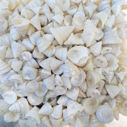 Astrea Undosa Naturel Minik Boy Kiloluk Deniz Kabuğu (1 KG)