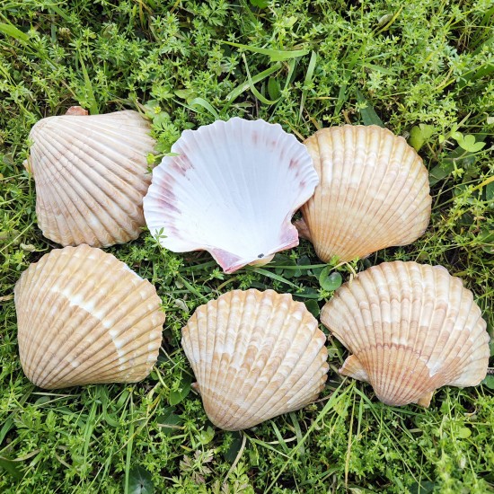 Pecten Pair Of Flatt Yellow Kiloluk Deniz Kabuğu  (1 KG)