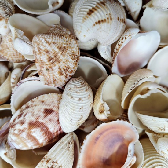 Chione Cancellata Kiloluk Deniz Kabuğu (1 KG)
