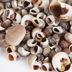 Moonshell Brown Kiloluk Deniz Kabuğu (1 KG)