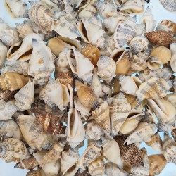 Urceus Kiloluk Deniz Kabuğu (1 KG)