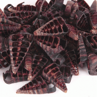 Kesik Telescopi̇um Kiloluk Deniz Kabuğu (1 KG) Kesik Telescopi̇um Kiloluk Deniz Kabuğu (1 KG)