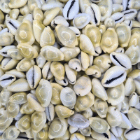 Cyprea Moneta Kiloluk Deniz Kabuğu (1 KG)