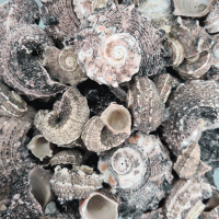 Angarıa Delpenola Kiloluk Deniz Kabuğu (1 KG) Angarıa Delpenola Kiloluk Deniz Kabuğu (1 KG)