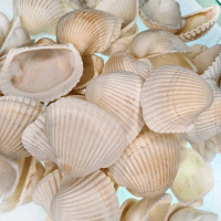 Arca Arca / Yerli Kiloluk Deniz Kabuğu  (1 KG) Arca Arca / Yerli Kiloluk Deniz Kabuğu  (1 KG)