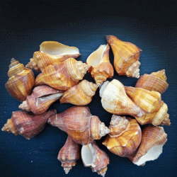 African Melongena-Orange Kiloluk Deniz Kabuğu (1 KG)