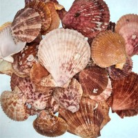 Argopecten Small Kiloluk Deniz Kabuğu (1 KG) Argopecten Small Kiloluk Deniz Kabuğu (1 KG)