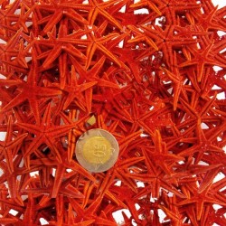 Naturel Deniz Yıldızı Minik Boy 0.5 Cm -1.5 Cm (100 Adet) Naturel Deniz Yıldızı Minik Boy 0.5 Cm -1.5 Cm (100 Adet)