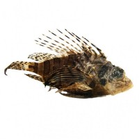 Aslan Balığı Aslan Balığı