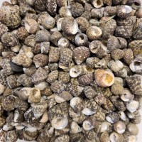 Black Nerita Any Kind Kiloluk Deniz Kabuğu (1 KG)