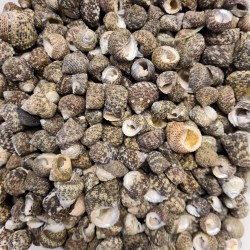 Black Nerita Any Kind Kiloluk Deniz Kabuğu (1 KG)