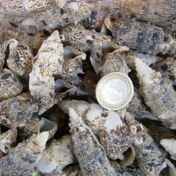 Cerıthıum Vulgatum Kiloluk Deniz Kabuğu (1 KG) Cerıthıum Vulgatum Kiloluk Deniz Kabuğu (1 KG)