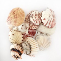Naturel Pecten Radula Deniz Kabuğu (1 KG) Naturel Pecten Radula Deniz Kabuğu (1 KG)