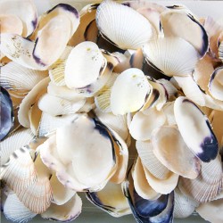 Asaphıs Vıolasceus (Baby Snopy) Kiloluk Deniz Kabuğu (1 KG) Asaphıs Vıolasceus (Baby Snopy) Kiloluk Deniz Kabuğu (1 KG)