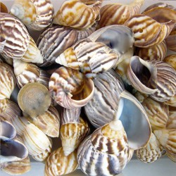 Babylonıa Kiloluk Deniz Kabuğu (1 KG)