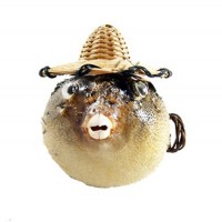 Balon Balık-Büyük