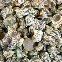 Bruneus Kiloluk Deniz Kabuğu (1 KG) Bruneus Kiloluk Deniz Kabuğu (1 KG)