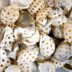 Cassıs Pıla (Bısulcatum) (1 KG) Cassıs Pıla (Bısulcatum) (1 KG)