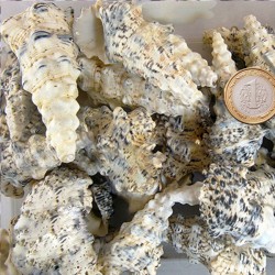 Cerıthıum Nodulosum Kiloluk Deniz Kabuğu (1 KG) Cerıthıum Nodulosum Kiloluk Deniz Kabuğu (1 KG)