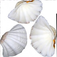 Chına Clam Kiloluk Deniz Kabuğu (1 KG) Chına Clam Kiloluk Deniz Kabuğu (1 KG)