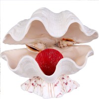 Chına Clam Lamba Chına Clam Lamba