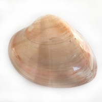 Chocolate Clam 4 İnç  Kapaklı