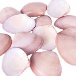 Chocolate Clams Kiloluk Deniz Kabuğu (1 KG) Chocolate Clams Kiloluk Deniz Kabuğu (1 KG)