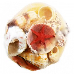 Codakia Kabuk Seti 3 İNÇ