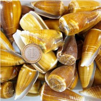 Conus Magus Kiloluk Deniz Kabuğu (1 KG) Conus Magus Kiloluk Deniz Kabuğu (1 KG)