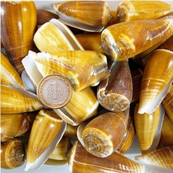 Conus Magus Kiloluk Deniz Kabuğu (1 KG) Conus Magus Kiloluk Deniz Kabuğu (1 KG)