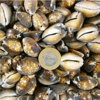 Cyprea Caputserpentıs Kiloluk Deniz Kabuğu - İki Delikli (1 KG) Cyprea Caputserpentıs Kiloluk Deniz Kabuğu - İki Delikli (1 KG)