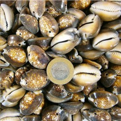 Cyprea Caputserpentıs Kiloluk Deniz Kabuğu - İki Delikli (1 KG) Cyprea Caputserpentıs Kiloluk Deniz Kabuğu - İki Delikli (1 KG)