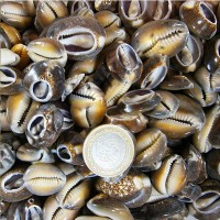 Cyprea Caputserpentis Kiloluk Deniz Kabuğu - Kesik (1 KG) Cyprea Caputserpentis Kiloluk Deniz Kabuğu - Kesik (1 KG)