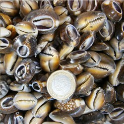 Cyprea Caputserpentis Kiloluk Deniz Kabuğu - Kesik (1 KG) Cyprea Caputserpentis Kiloluk Deniz Kabuğu - Kesik (1 KG)