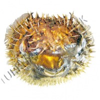 Dikenli Balık  21 cm-23 CM