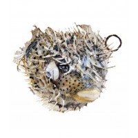 Dikenli Balık 21 cm-23 CM Dikenli Balık 21 cm-23 CM