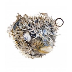 Dikenli Balık 30 cm-32 CM